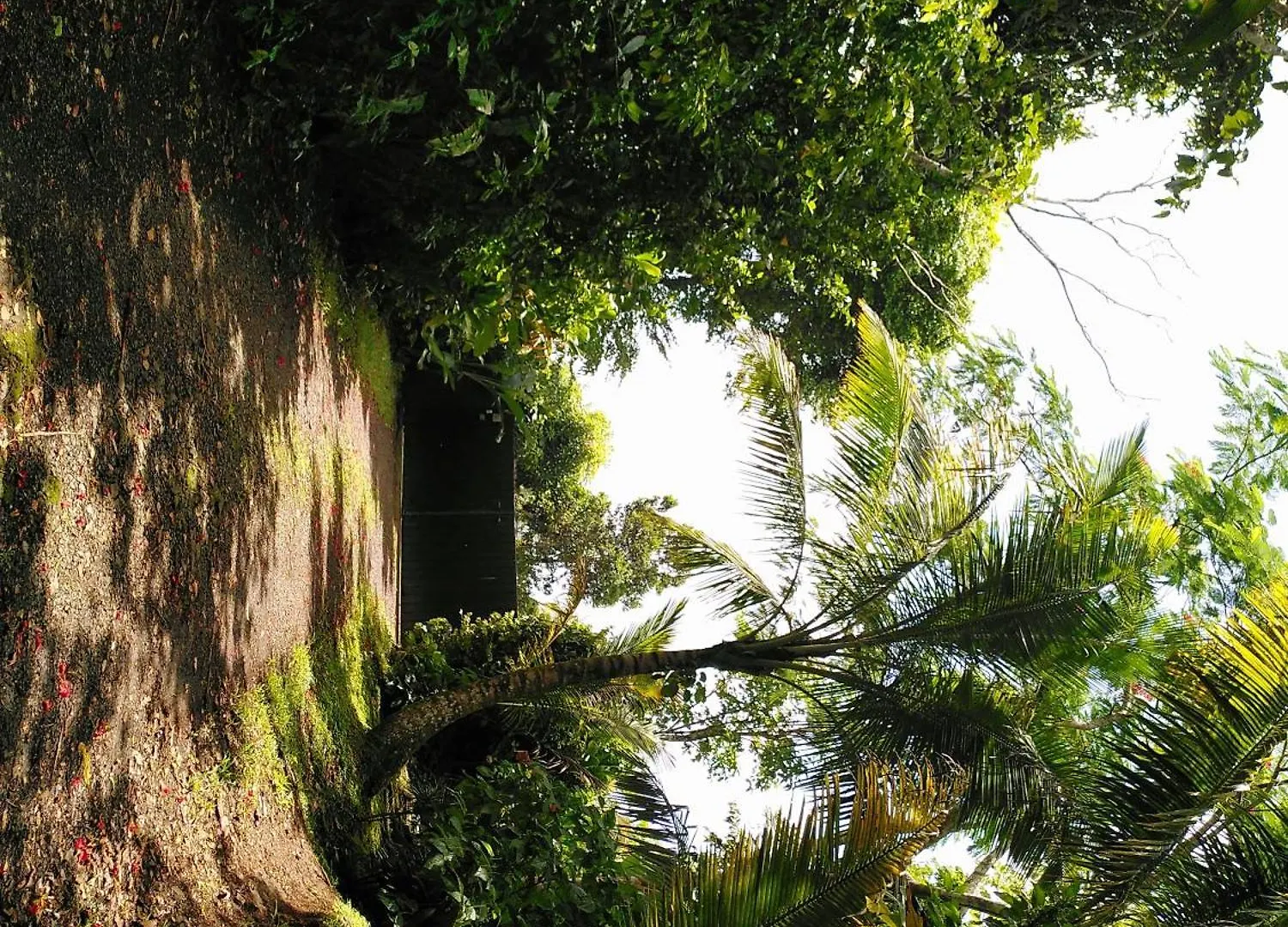 Studio Dans La Foret Tropicale Les Anses-d'Arlets 0*,
