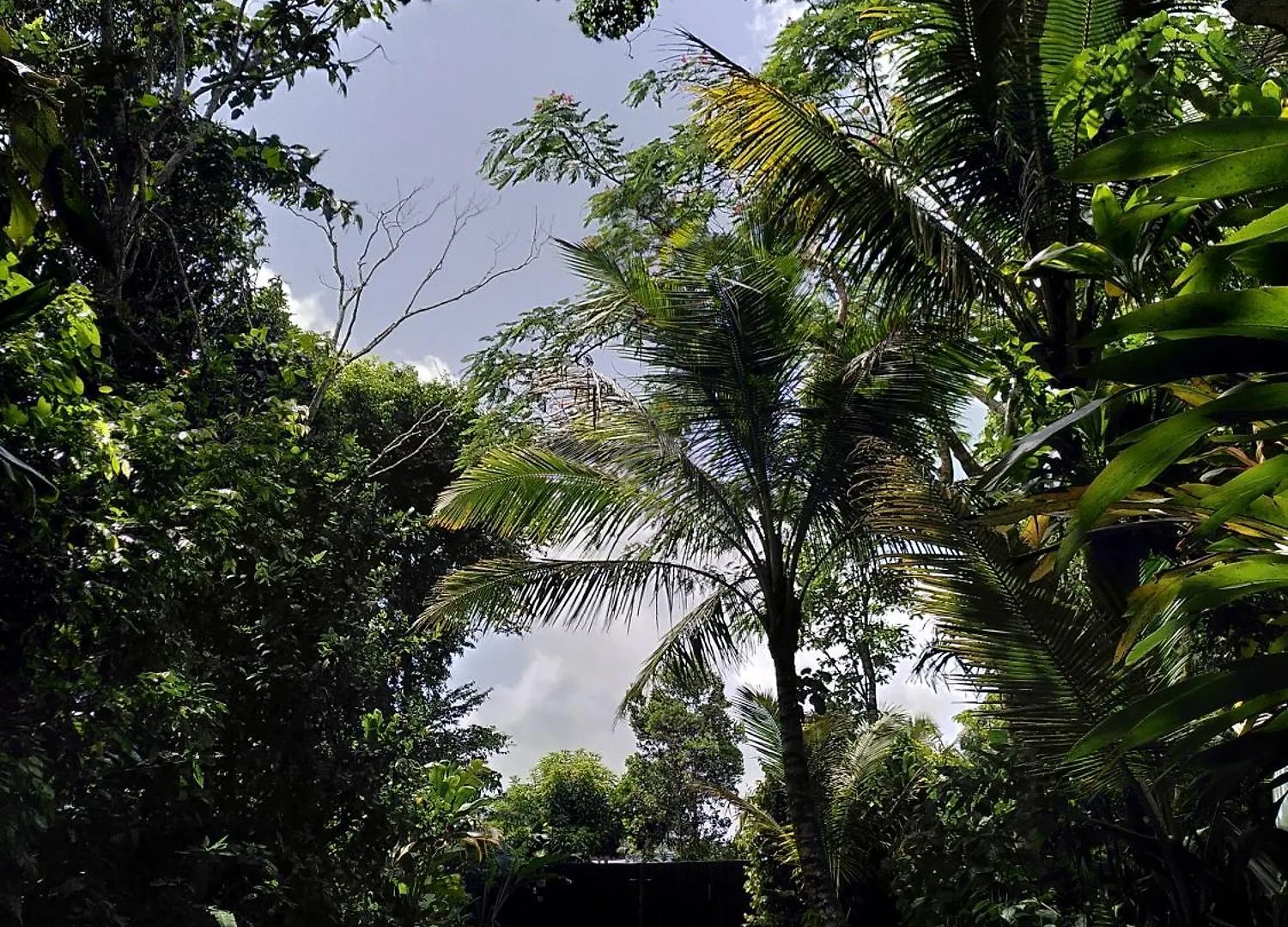 Studio Dans La Foret Tropicale Les Anses-d'Arlets Martinique